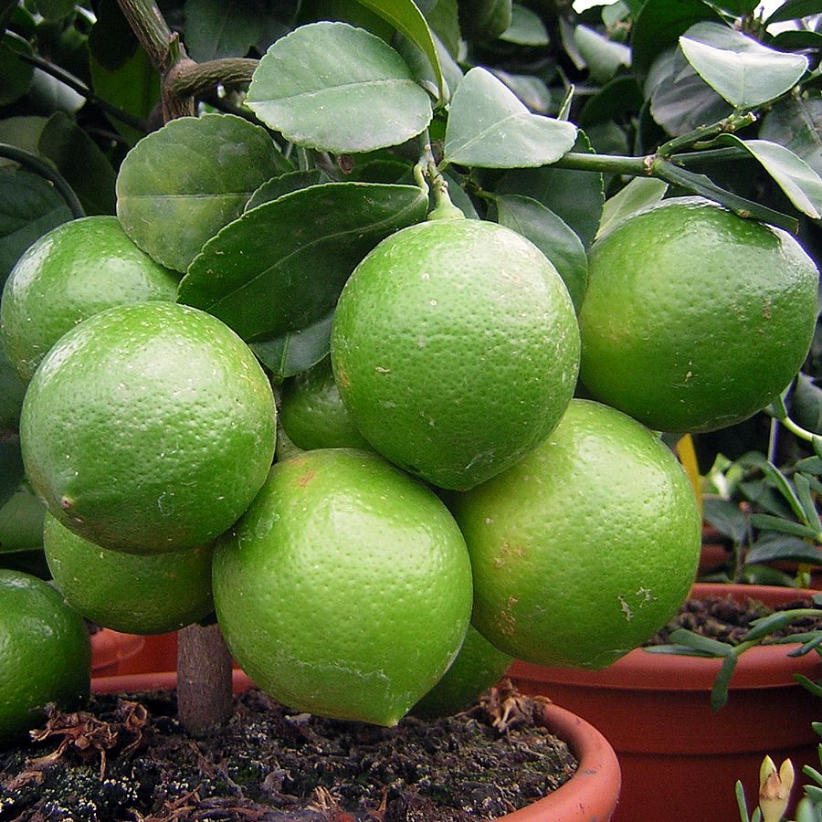 Bőtermő citrom Citrus x meyeri 'Meyer'